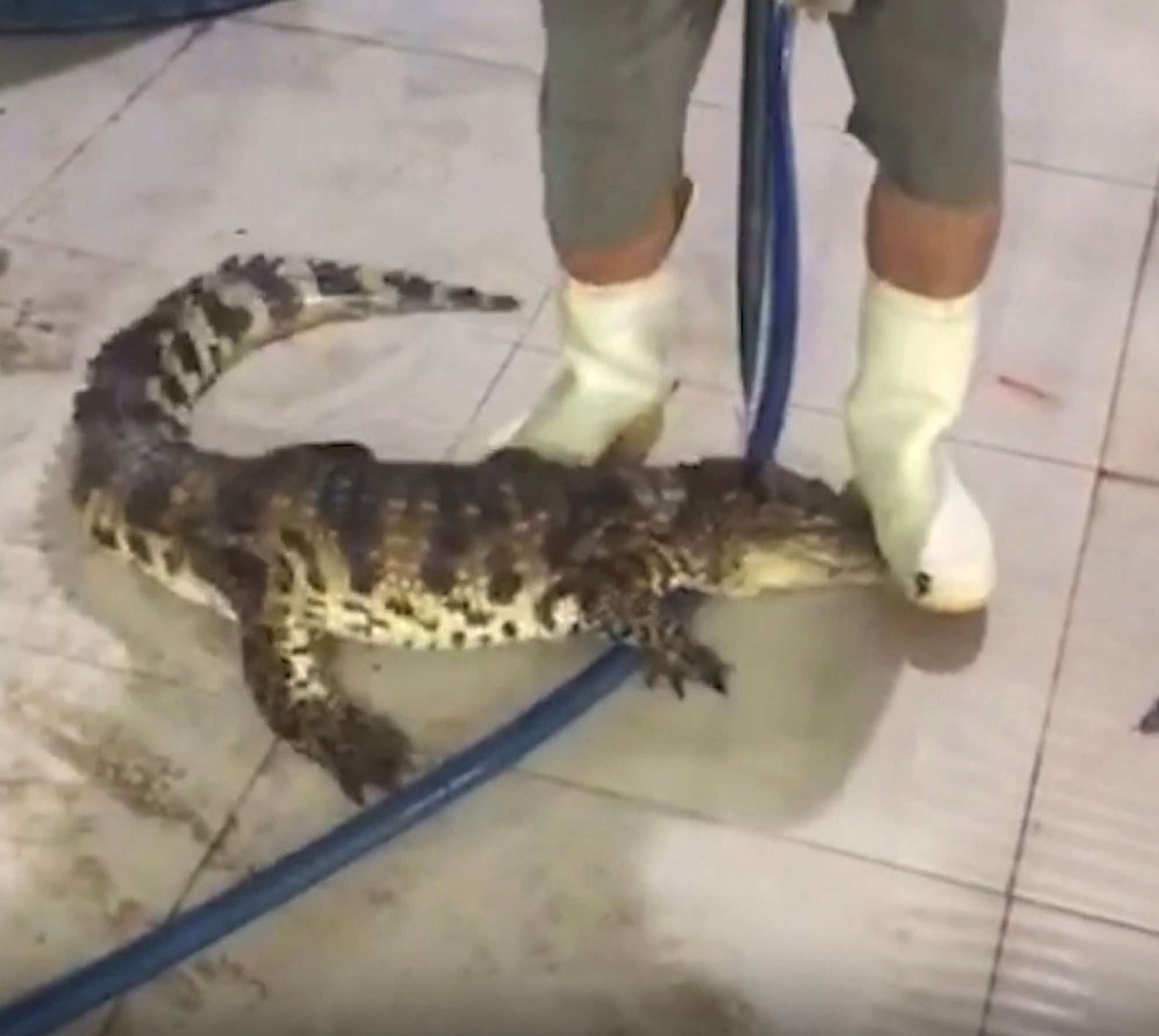 Footage Shows Crocodiles Skinned Alive For Louis Vuitton Purses