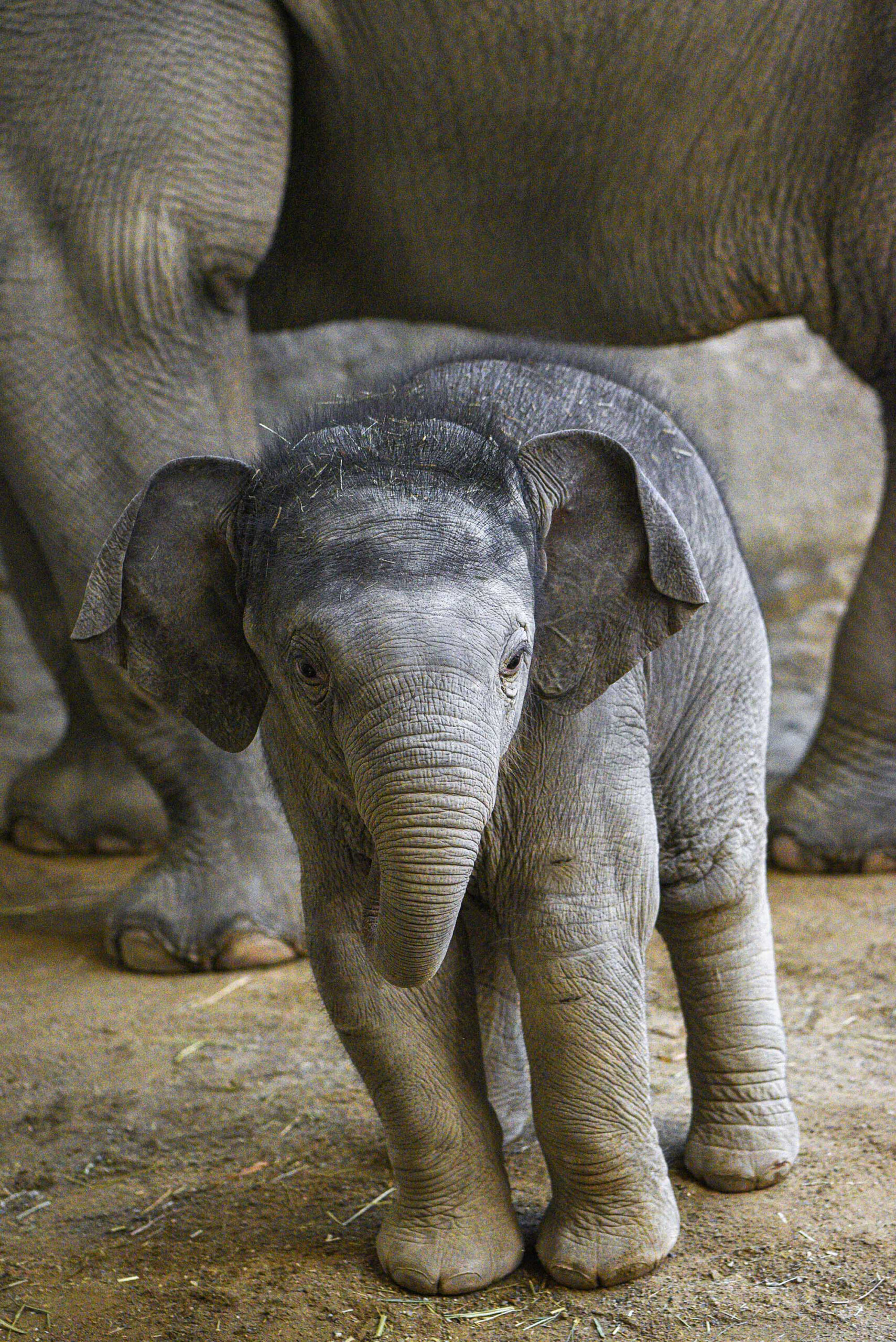 Weigh to Go: Baby Elephant Tops 30 Stone at his First Session on the ...