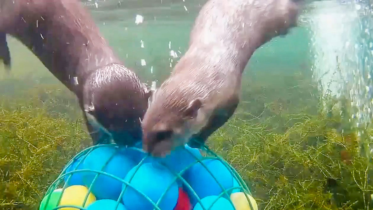 VIDEO: Otter Joy: Carol And Ernie Enjoy Clams And Crabs For Lunch - The  Tennessee Tribune