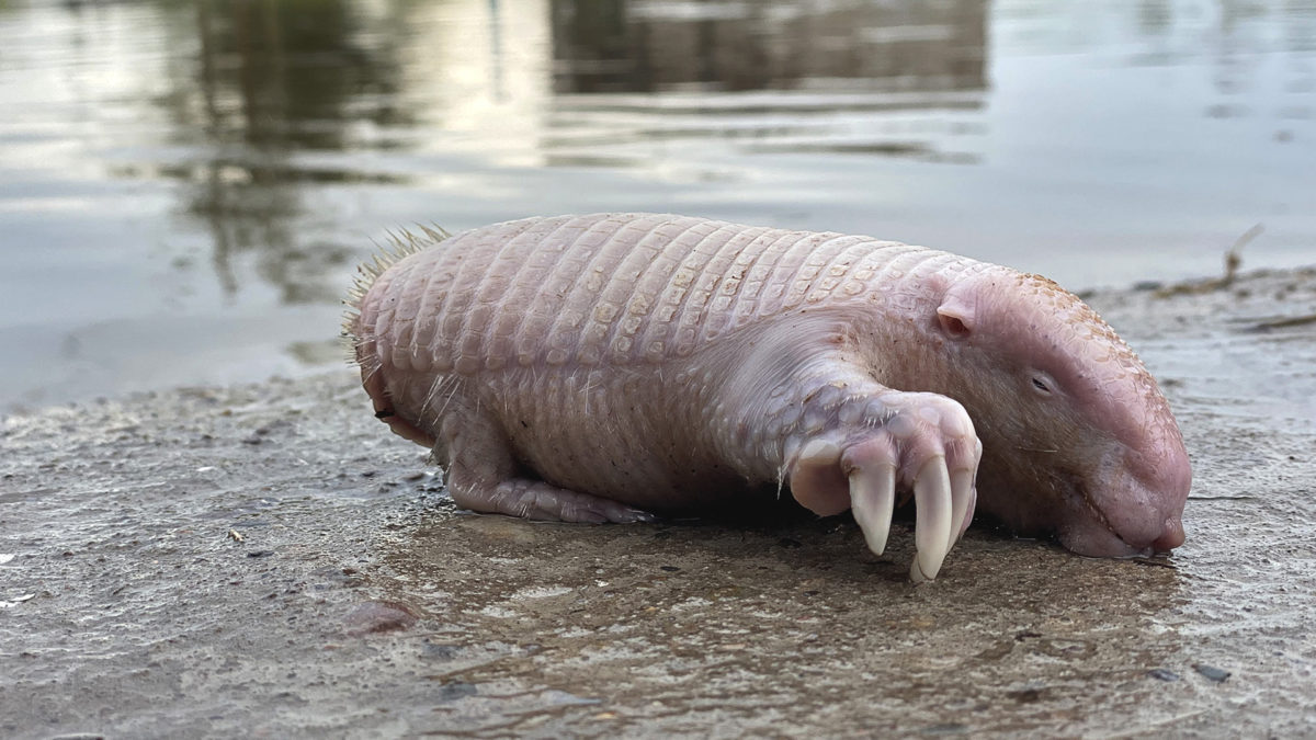 Pink Fairy Armadillos