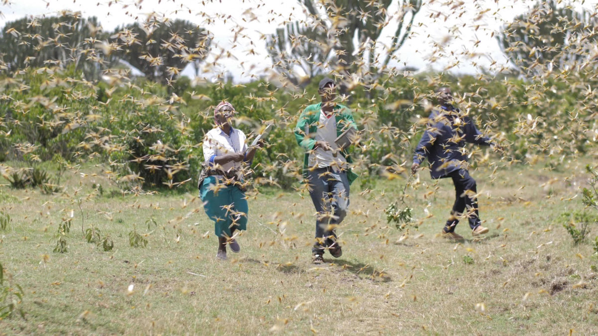 Locust Swarms Destroy Crops, Threaten Livelihoods In Kenya - The ...