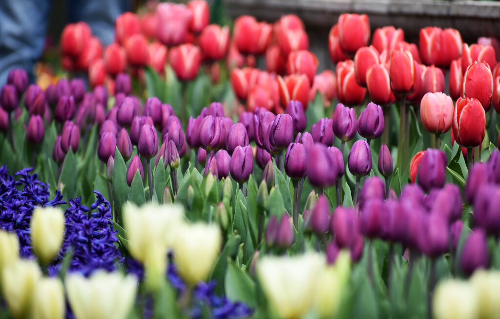 The Bloom Of Tulips Pulls Tourists Back To Kashmir - The Tennessee Tribune