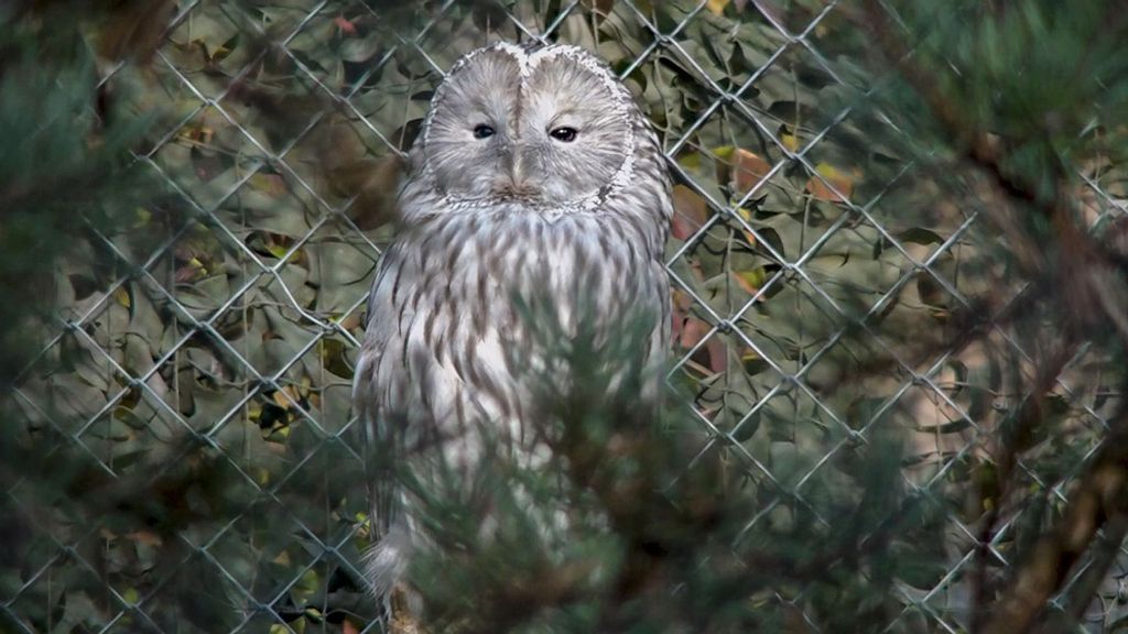 Three new Ural owls were recently brought to the Zurich Zoo in Switzerland as part of an effort to repopulate the species in Austria and Germany. (Zoo Zurich, Nicole Schnyder/Zenger)