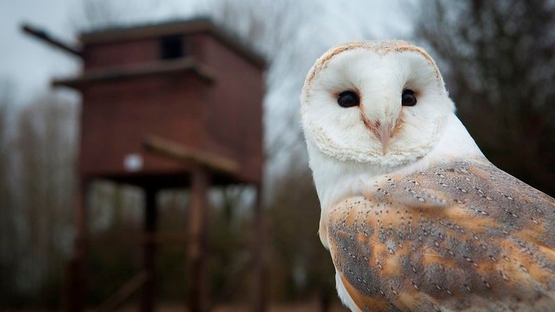 Barn owl nesting box. Barn owls can save millions of valuable Emirati date palms from rats — which can climb trees — without using chemical pesticides. (The Co-op Group/CC BY 2.0)