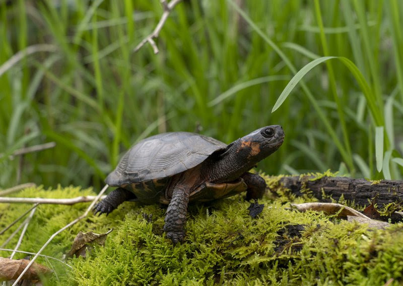 Rare Southern Bog Turtle Moves One Step Closer to Endangered Species Protection