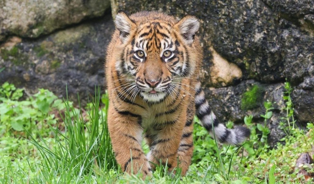 Sumatran Tiger Cubs Now on Exhibit at Nashville Zoo