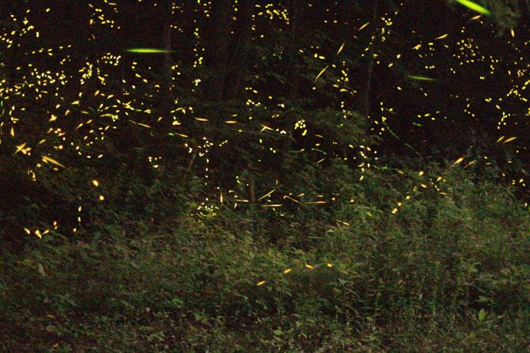 Lottery Now Open for Rocky Fork State Park Firefly Lightshow