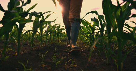 Farmer walking through maize field, low angle view with selective focus