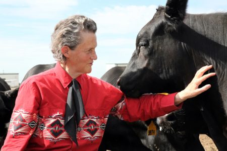 Dr. Temple Grandin, a prominent advocate for autism and the humane treatment of livestock, will host a book signing and forum discussion at APSU on Oct. 30 as a guest of the College of STEM. | Contributed photo