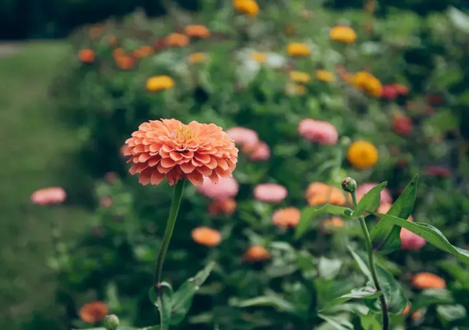 Faith Farm celebrates one million servings donated with grand opening of you-pick flower garden