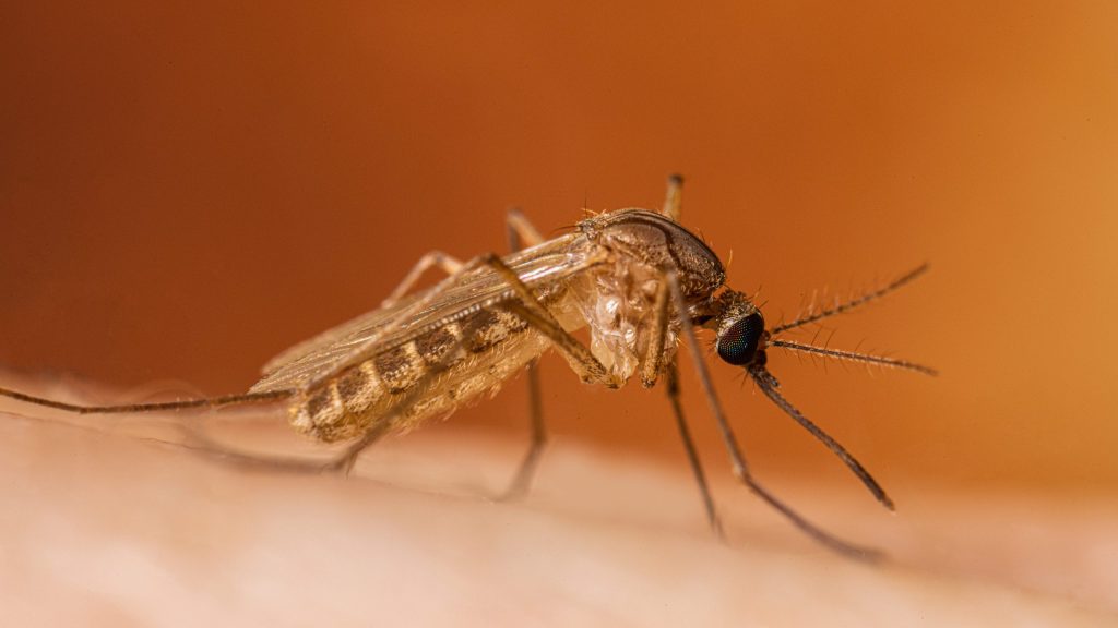 West Nile Virus Detected in North Nashville